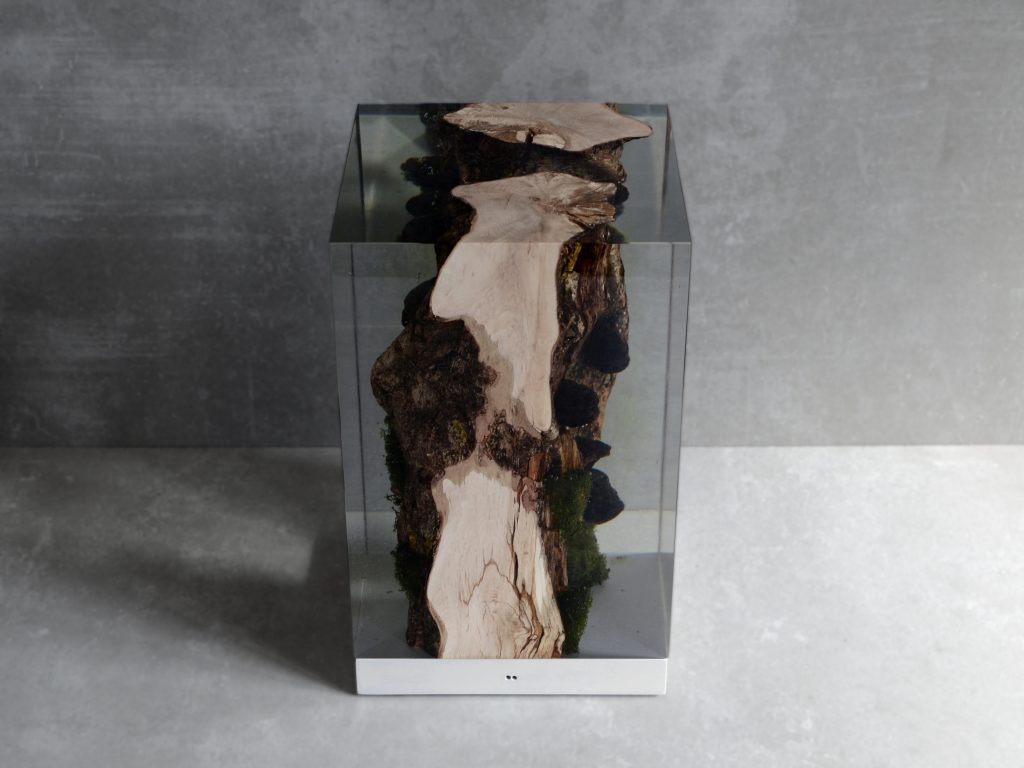 Moss Lamp with a rectangular shape, featuring a natural wood base with a transparent resin inlay and a white lampshade, set against a white background.