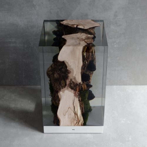 Moss Lamp with a rectangular shape, featuring a natural wood base with a transparent resin inlay and a white lampshade, set against a white background.