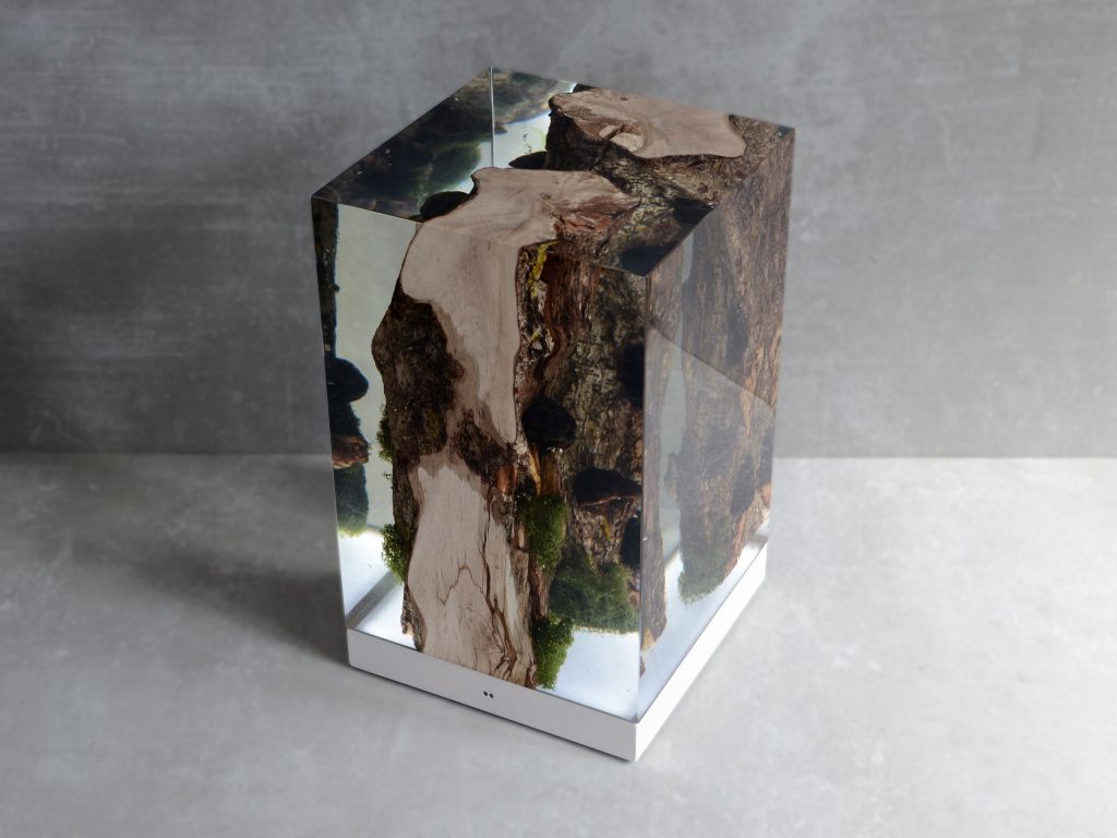 Moss Lamp with a rectangular shape, featuring a natural wood base with a transparent resin inlay and a white lampshade, set against a gray background.