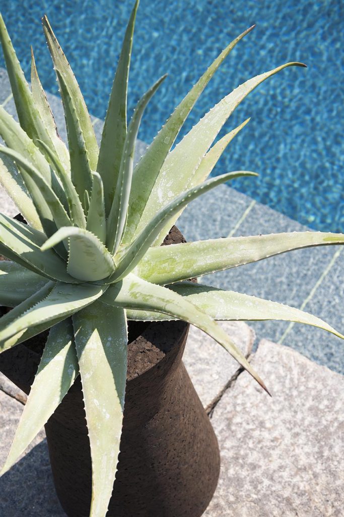Top view of Bush On Three Planter next to a pool