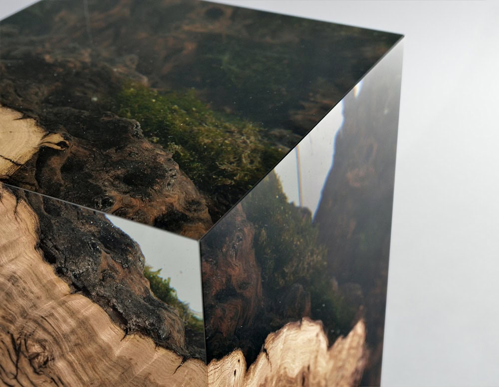 Chestnut Stump